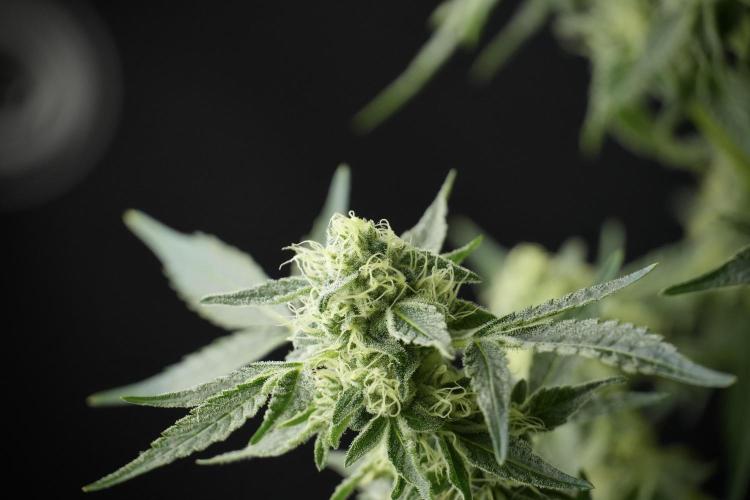 TicaL X Zamnesia-NectarDrip pack#268/750. Week 11 - Nectar Drip Defoliation day 