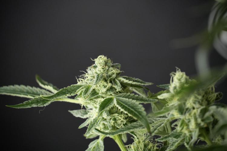 TicaL X Zamnesia-NectarDrip pack#268/750. Week 11 - Nectar Drip Defoliation day 