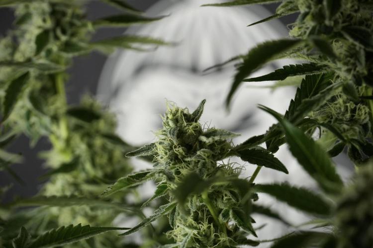 TicaL X Zamnesia-NectarDrip pack#268/750. Week 11 - Nectar Drip Defoliation day 