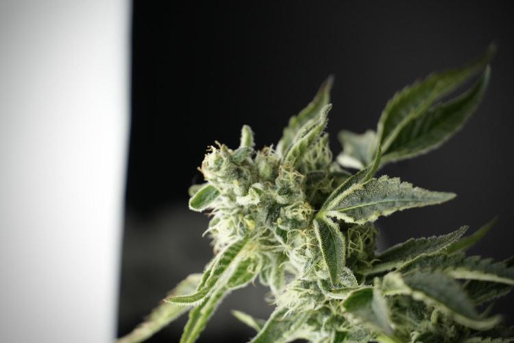 TicaL X Zamnesia-NectarDrip pack#268/750. Week 11 - Nectar Drip Defoliation day 