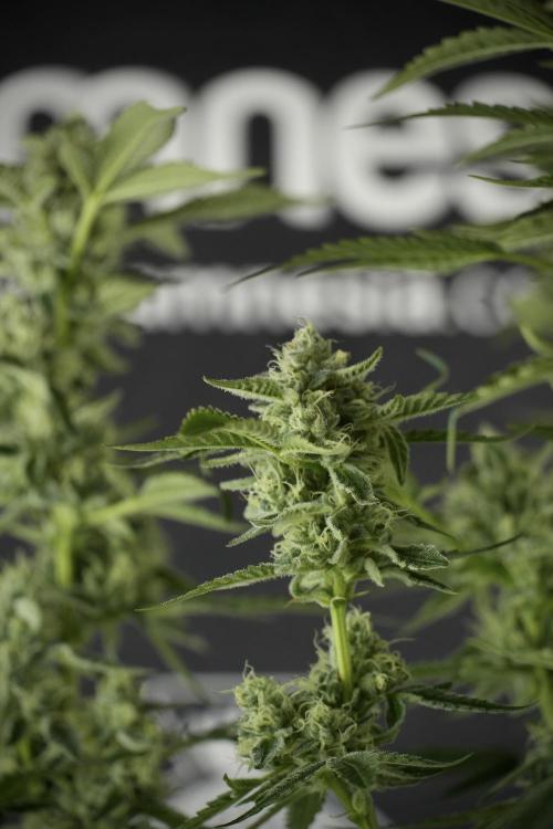 TicaL X Zamnesia-NectarDrip pack#268/750. Week 11 - Nectar Drip Defoliation day 