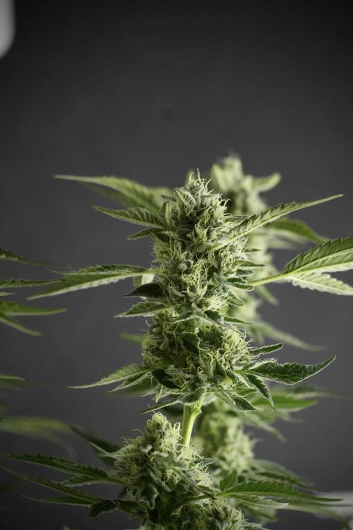 TicaL X Zamnesia-NectarDrip pack#268/750. Week 11 - Nectar Drip Defoliation day 