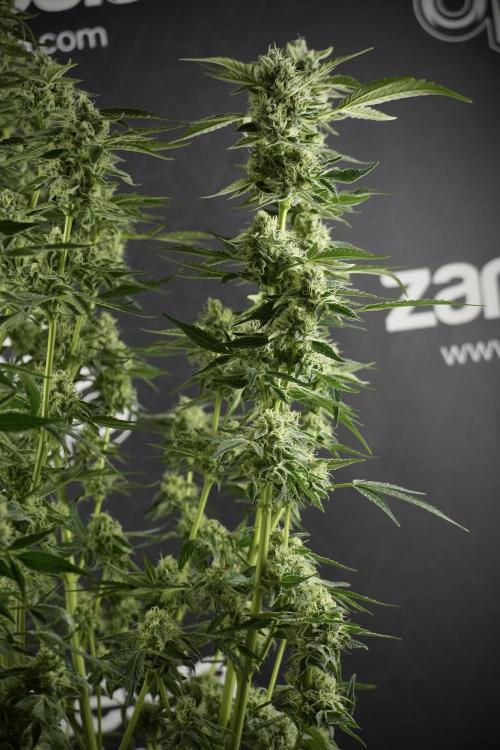 TicaL X Zamnesia-NectarDrip pack#268/750. Week 11 - Nectar Drip Defoliation day 