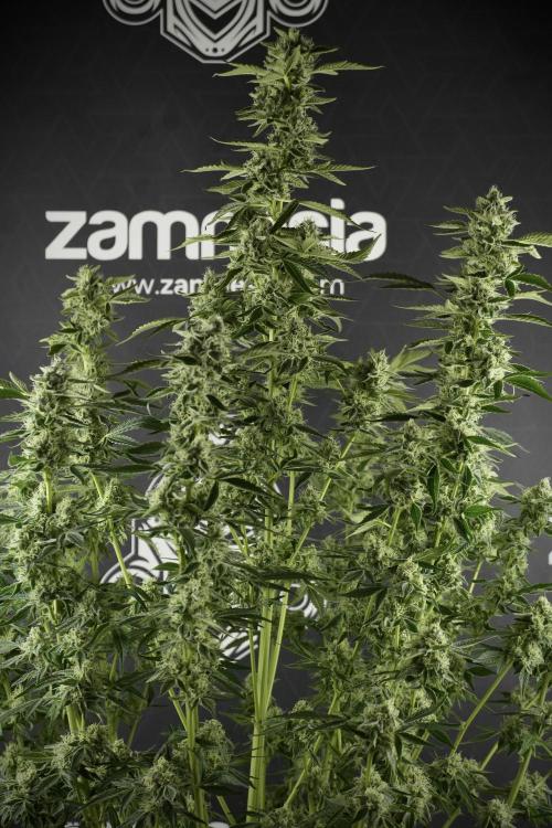 TicaL X Zamnesia-NectarDrip pack#268/750. Week 11 - Nectar Drip Defoliation day 
