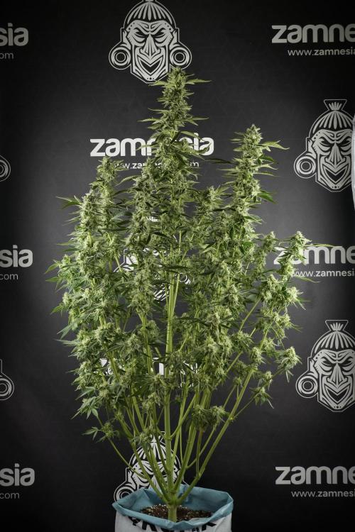 TicaL X Zamnesia-NectarDrip pack#268/750. Week 11 - Nectar Drip Defoliation day 