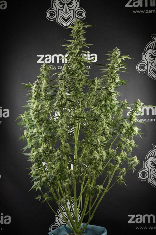 TicaL X Zamnesia-NectarDrip pack#268/750. Week 11 - Nectar Drip Defoliation day 