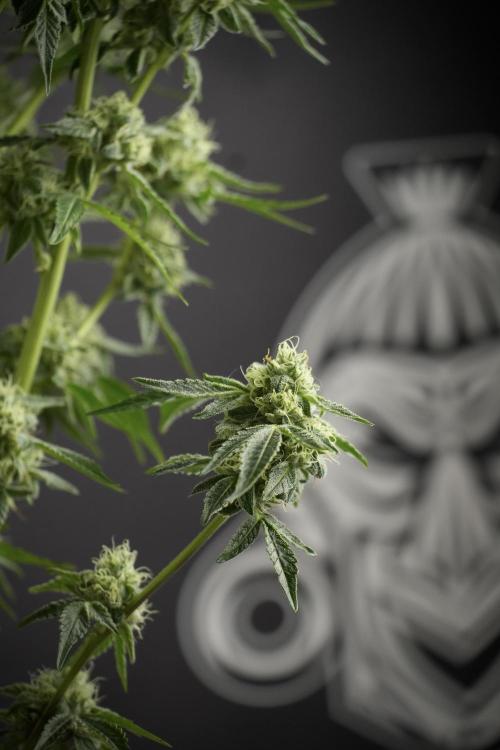 TicaL X Zamnesia-NectarDrip pack#268/750. Week 11 - Nectar Drip Defoliation day 