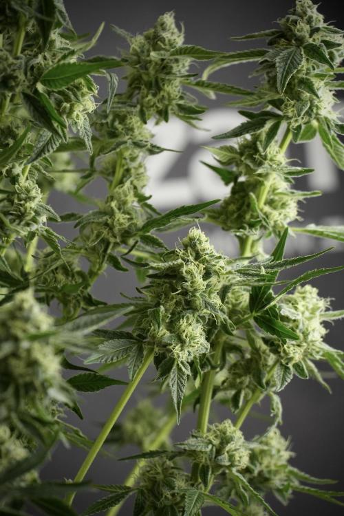 TicaL X Zamnesia-NectarDrip pack#268/750. Week 11 - Nectar Drip Defoliation day 