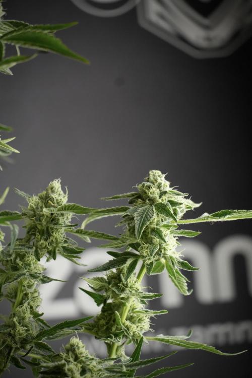 TicaL X Zamnesia-NectarDrip pack#268/750. Week 11 - Nectar Drip Defoliation day 
