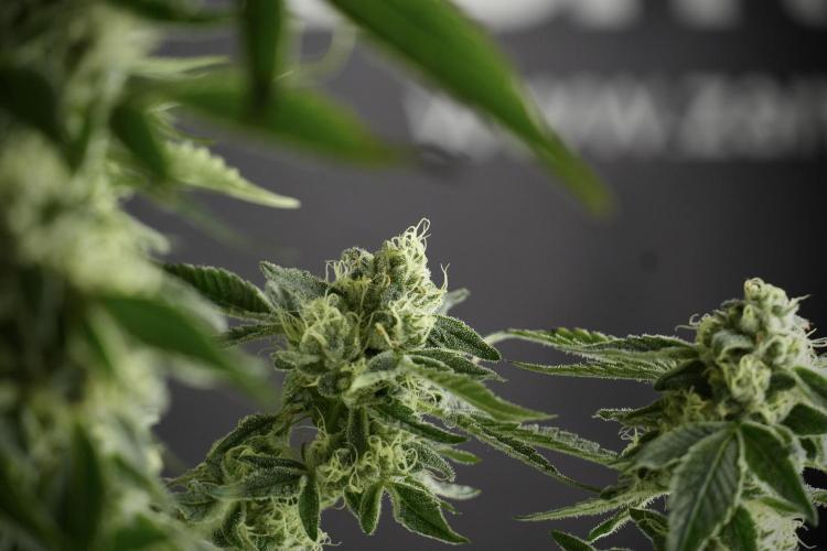 TicaL X Zamnesia-NectarDrip pack#268/750. Week 11 - Nectar Drip Defoliation day 