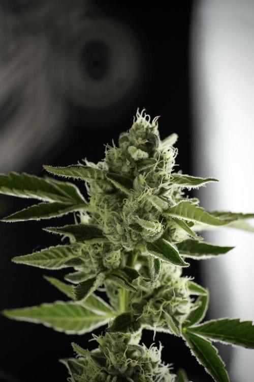 TicaL X Zamnesia-NectarDrip pack#268/750. Week 11 - Nectar Drip Defoliation day 