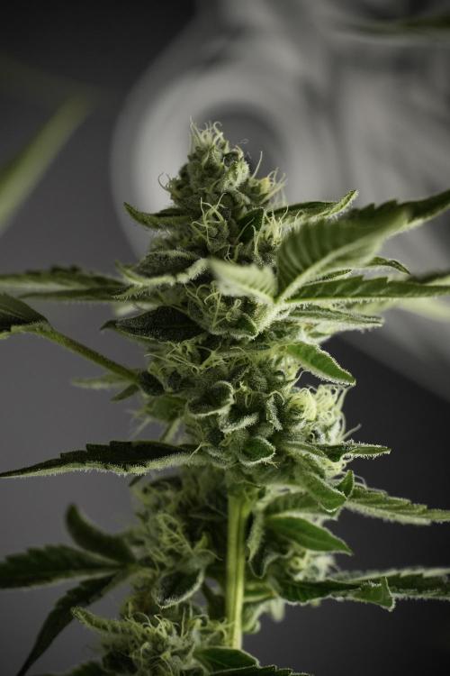 TicaL X Zamnesia-NectarDrip pack#268/750. Week 11 - Nectar Drip Defoliation day 