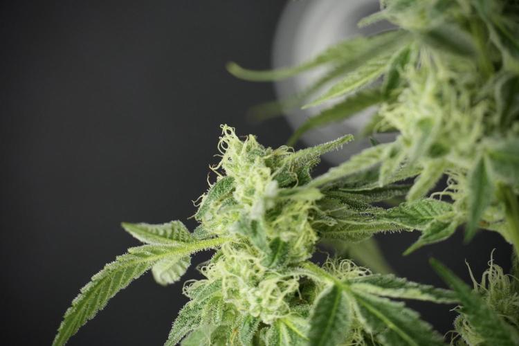 TicaL X Zamnesia-NectarDrip pack#268/750. Week 11 - Nectar Drip Defoliation day 