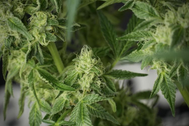 TicaL X Zamnesia-NectarDrip pack#268/750. Week 11 - Nectar Drip Defoliation day 