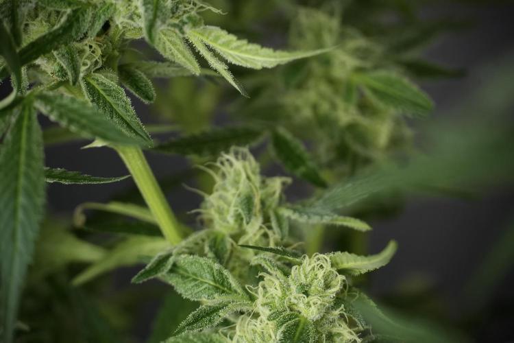 TicaL X Zamnesia-NectarDrip pack#268/750. Week 11 - Nectar Drip Defoliation day 