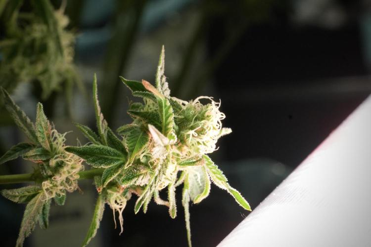TicaL X Zamnesia-NectarDrip pack#268/750. Week 11 - Nectar Drip Defoliation day 