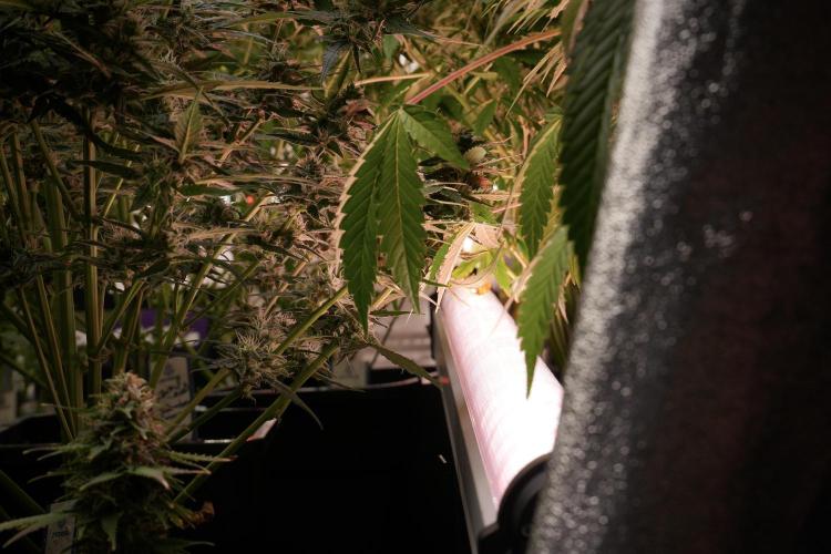 LSD Zamnesia Trippping. Week 10 - UCL