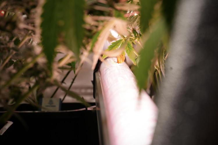 LSD Zamnesia Trippping. Week 10 - UCL