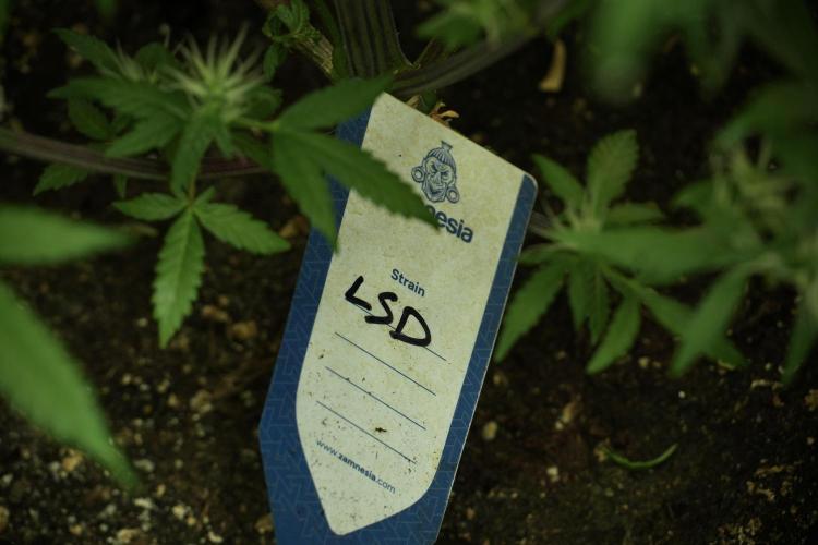 LSD Zamnesia Trippping. Week 10 - LSD 12-12 no veg from seed 