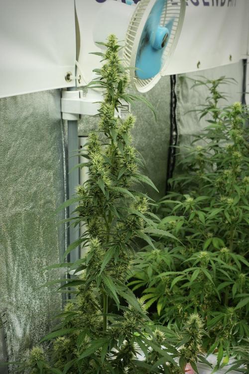 LSD Zamnesia Trippping. Week 10 - LSD 12-12 no veg from seed 