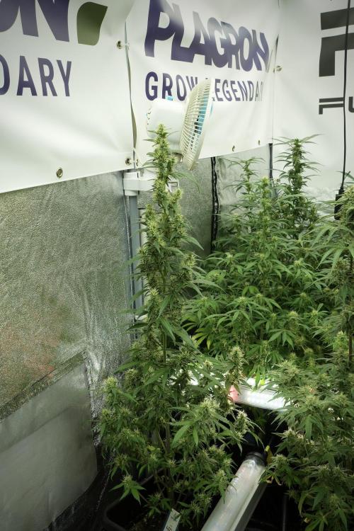 LSD Zamnesia Trippping. Week 10 - LSD 12-12 no veg from seed 