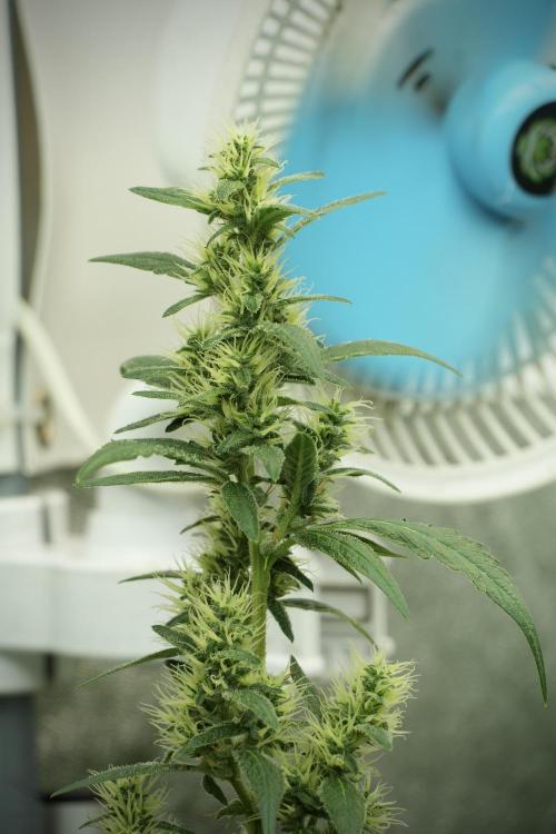 LSD Zamnesia Trippping. Week 10 - LSD 12-12 no veg from seed 