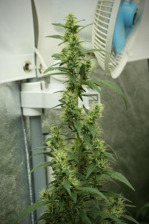LSD Zamnesia Trippping. Week 10 - LSD 12-12 no veg from seed 