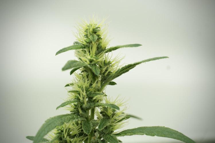 LSD Zamnesia Trippping. Week 10 - LSD 12-12 no veg from seed 
