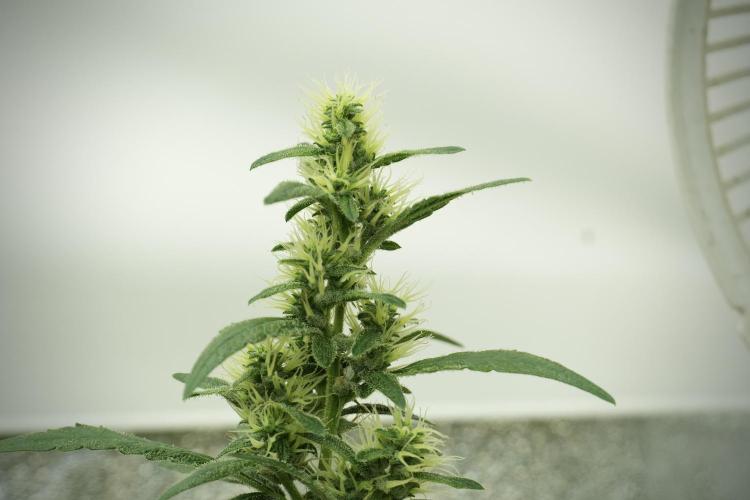 LSD Zamnesia Trippping. Week 10 - LSD 12-12 no veg from seed 