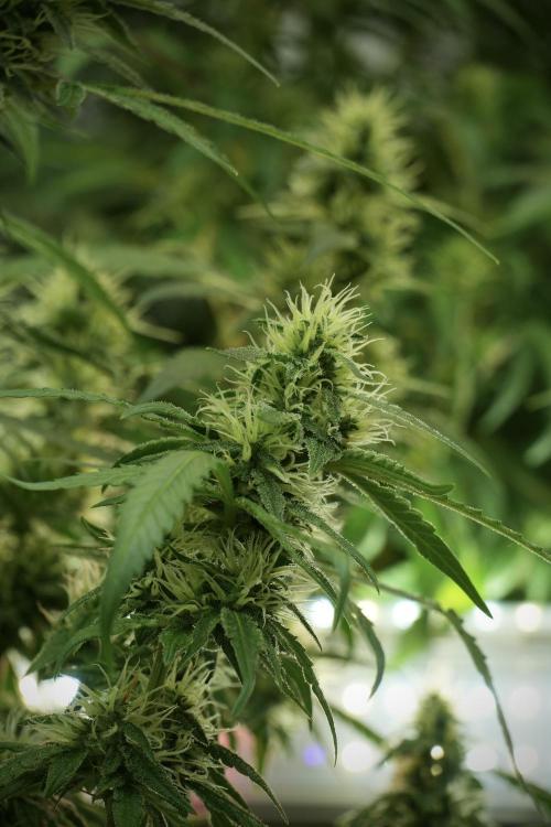 LSD Zamnesia Trippping. Week 10 - LSD 12-12 no veg from seed 