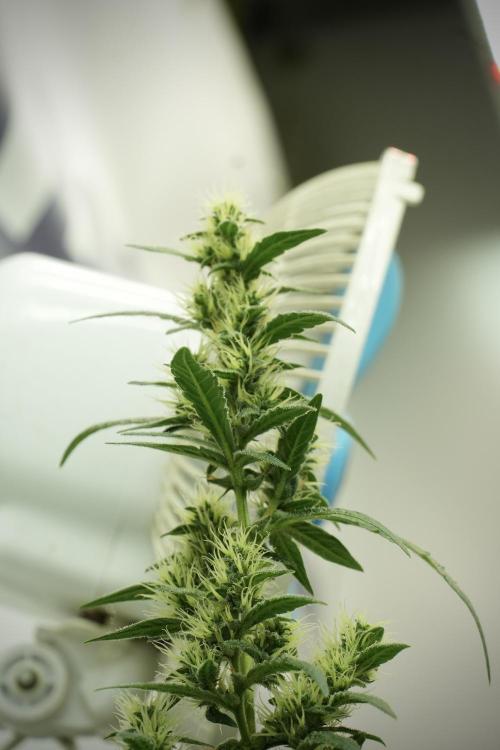 LSD Zamnesia Trippping. Week 10 - LSD 12-12 no veg from seed 