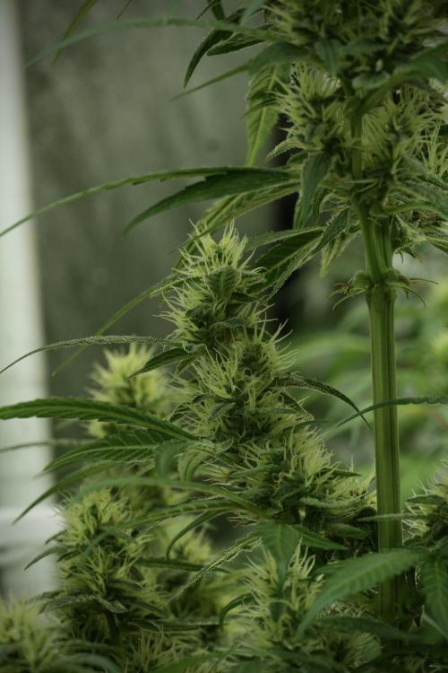 LSD Zamnesia Trippping. Week 10 - LSD 12-12 no veg from seed 