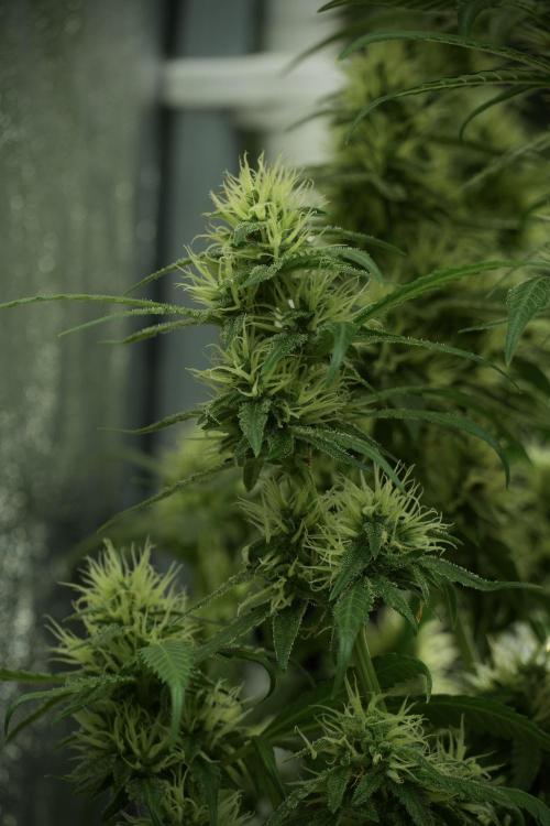 LSD Zamnesia Trippping. Week 10 - LSD 12-12 no veg from seed 