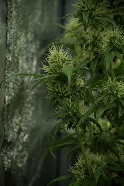 LSD Zamnesia Trippping. Week 10 - LSD 12-12 no veg from seed 
