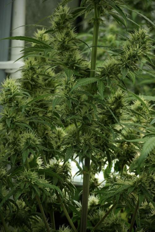 LSD Zamnesia Trippping. Week 10 - LSD 12-12 no veg from seed 