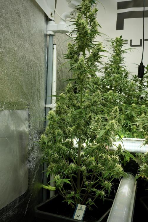 LSD Zamnesia Trippping. Week 10 - LSD 12-12 no veg from seed 