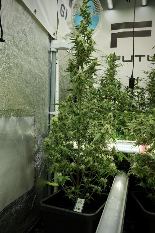 LSD Zamnesia Trippping. Week 10 - LSD 12-12 no veg from seed 