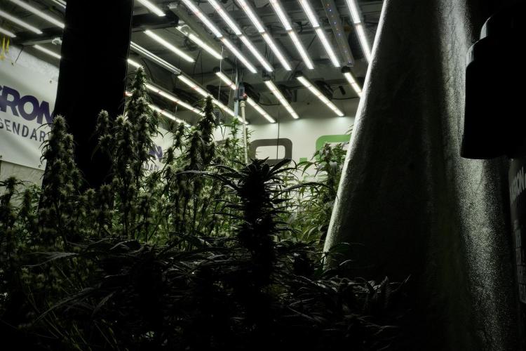 LSD Zamnesia Trippping. Week 10 - Room and vibes 