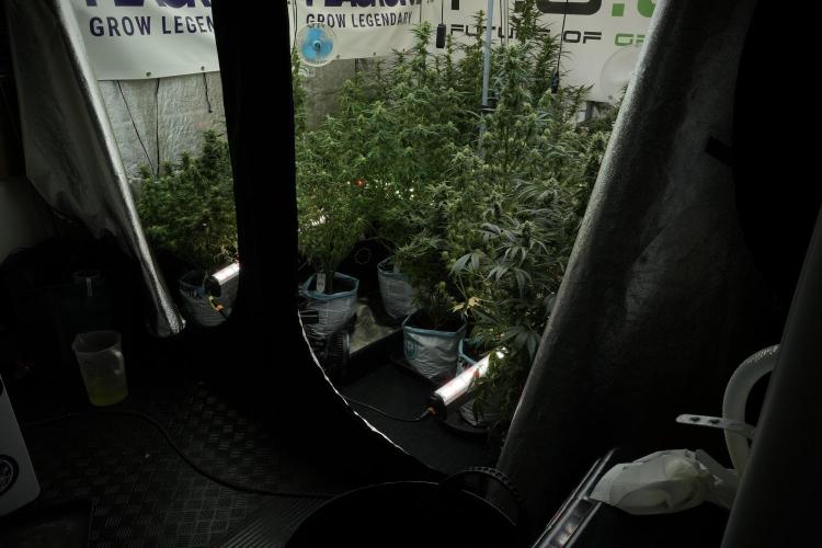 LSD Zamnesia Trippping. Week 10 - Room and vibes 