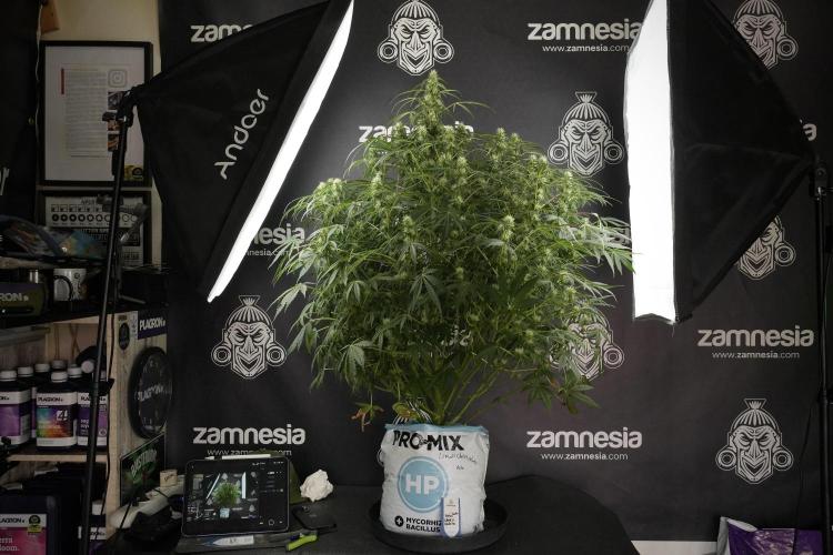 Lemon Cherry Gelato YumYum. Week 10 - Lemon Cherry Gelato before defoliation 