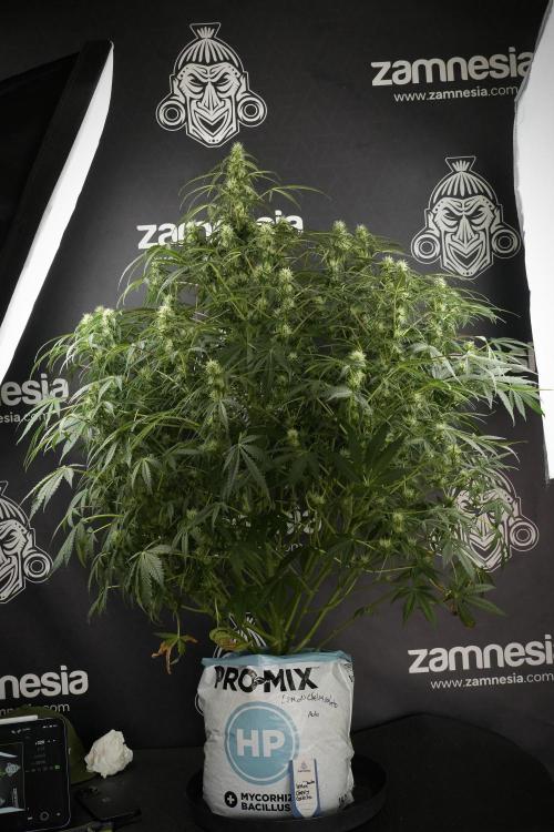 Lemon Cherry Gelato YumYum. Week 10 - Lemon Cherry Gelato before defoliation 