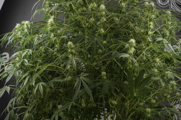 Lemon Cherry Gelato YumYum. Week 10 - Lemon Cherry Gelato before defoliation 