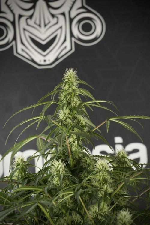 Lemon Cherry Gelato YumYum. Week 10 - Lemon Cherry Gelato before defoliation 