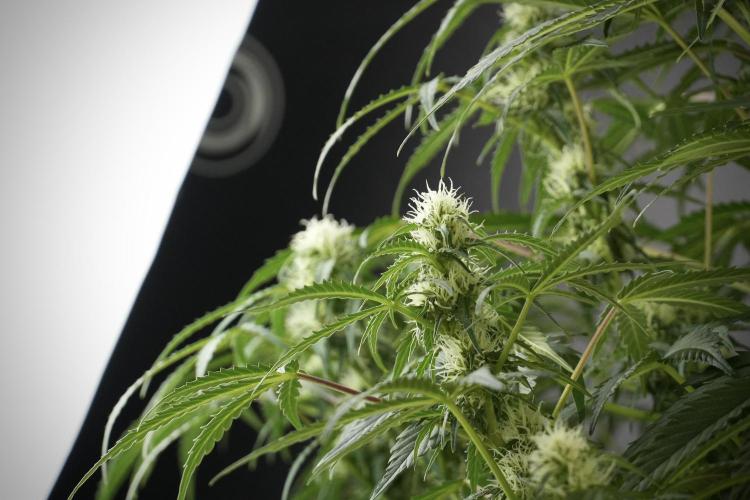 Lemon Cherry Gelato YumYum. Week 10 - Lemon Cherry Gelato before defoliation 