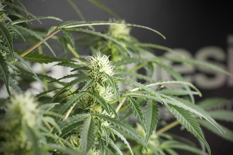 Lemon Cherry Gelato YumYum. Week 10 - Lemon Cherry Gelato before defoliation 