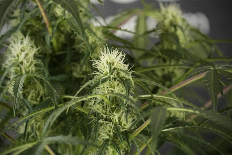 Lemon Cherry Gelato YumYum. Week 10 - Lemon Cherry Gelato before defoliation 