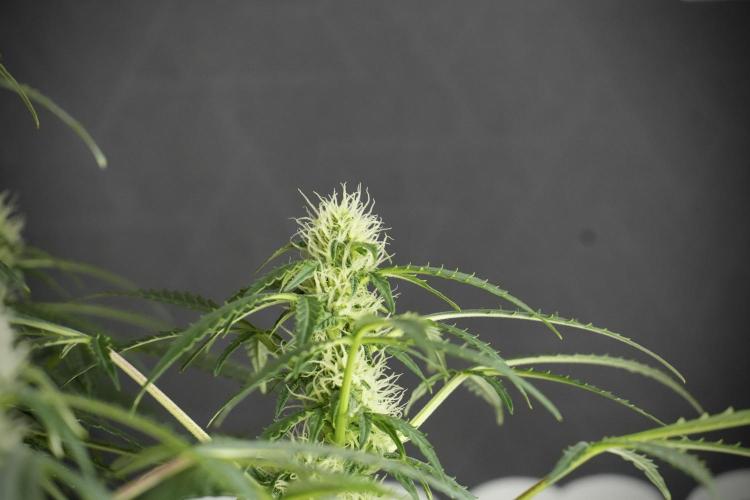 Lemon Cherry Gelato YumYum. Week 10 - Lemon Cherry Gelato before defoliation 