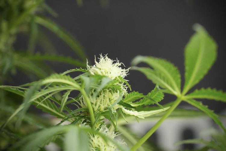 Lemon Cherry Gelato YumYum. Week 10 - Lemon Cherry Gelato before defoliation 