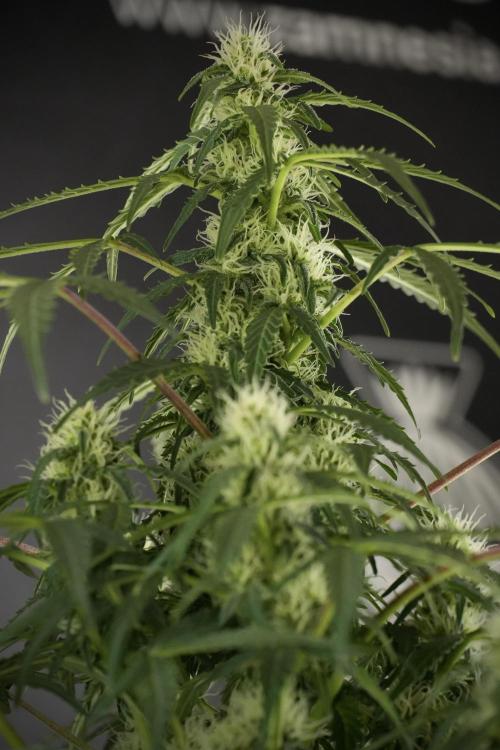 Lemon Cherry Gelato YumYum. Week 10 - Lemon Cherry Gelato before defoliation 
