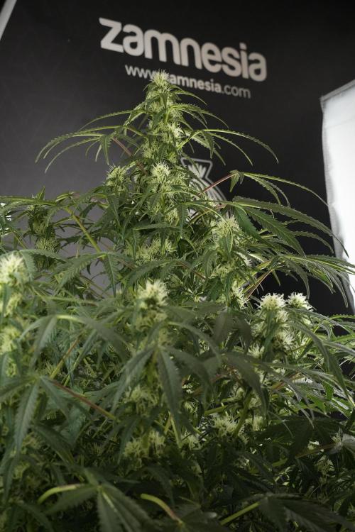 Lemon Cherry Gelato YumYum. Week 10 - Lemon Cherry Gelato before defoliation 